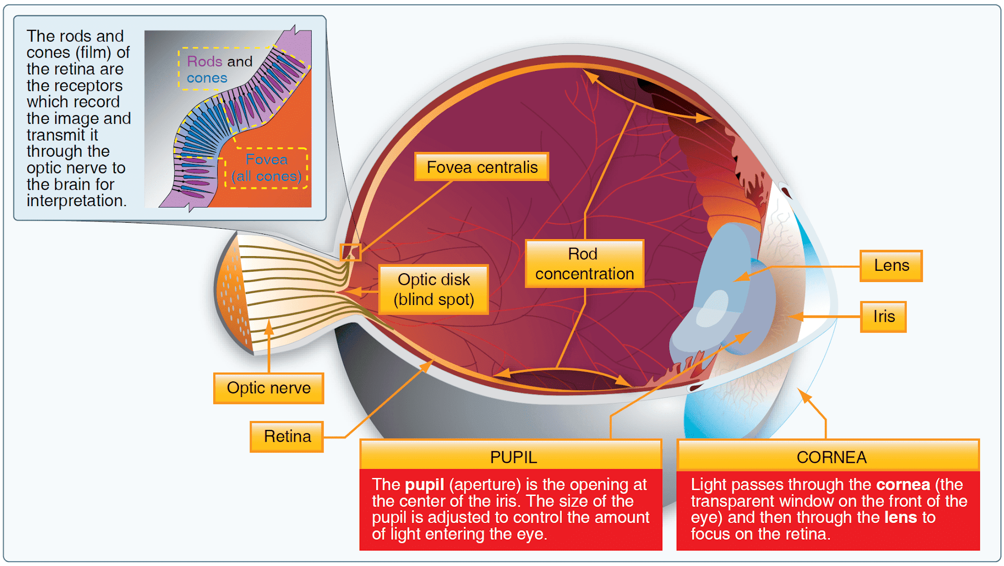 The human eye Vision in Flight